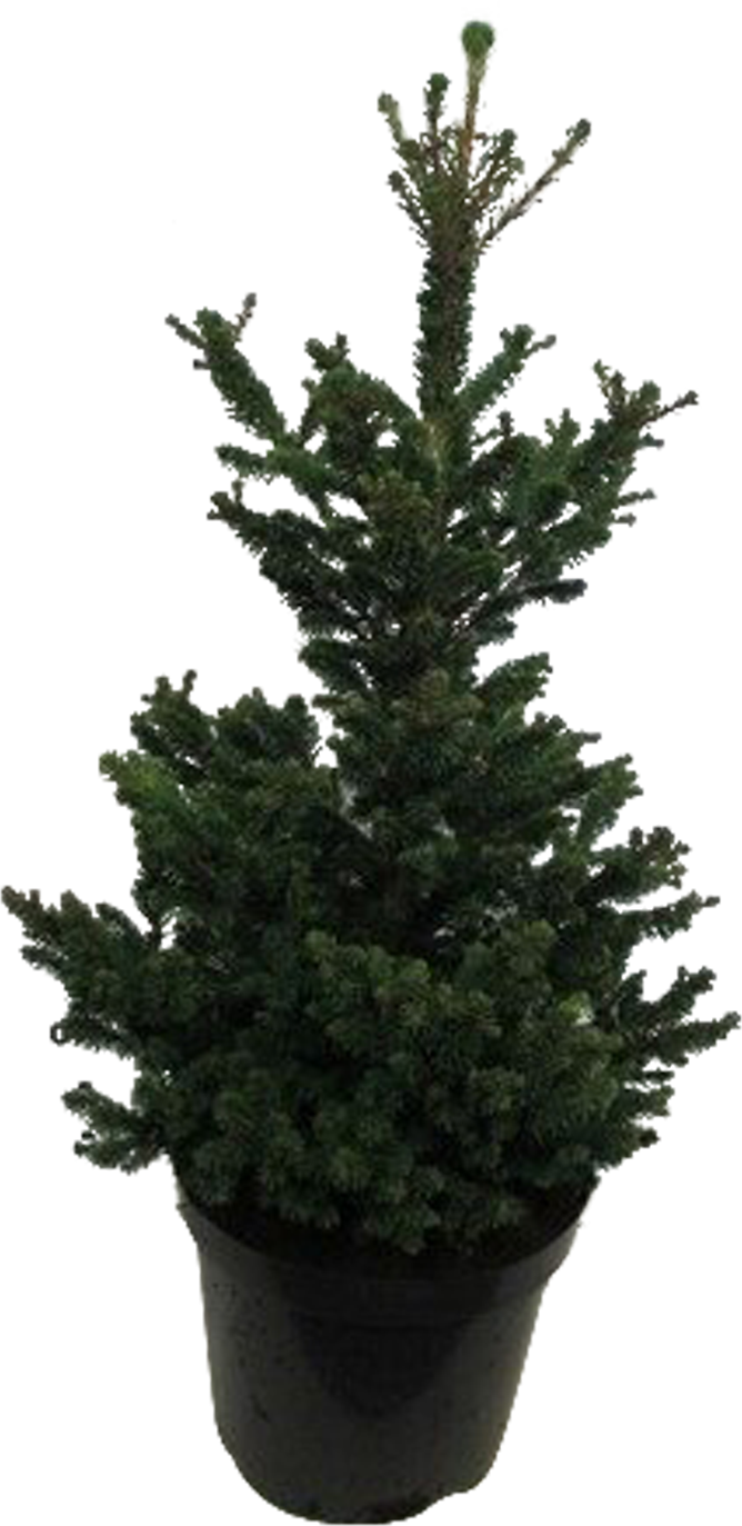 Fijnspar Picea Abies transparant vooraanzicht