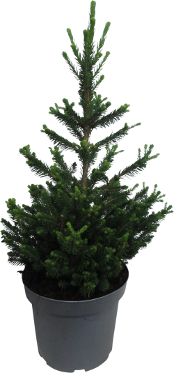 Fijnspar Picea Abies 