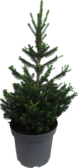 Fijnspar Picea Abies 