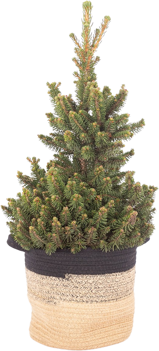 Fijnspar Picea Abies transparant vooraanzicht