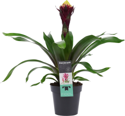Guzmania Alto