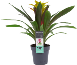 Guzmania Fancy