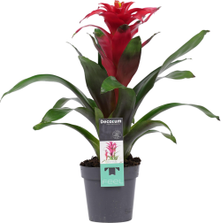 Guzmania Optima Rood