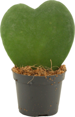 Hoya Kerrii (Hartjesplant)