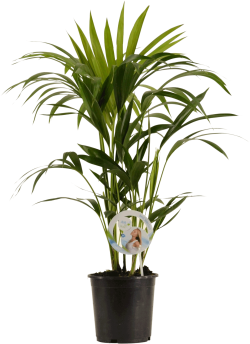 Kentia Palm 