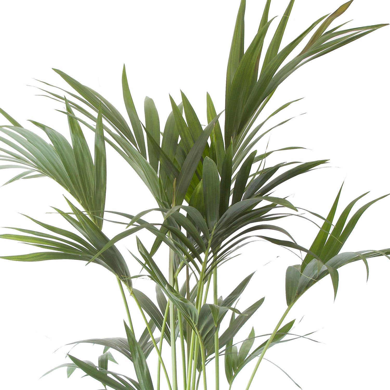 Kentia Palm Bovenaanzicht