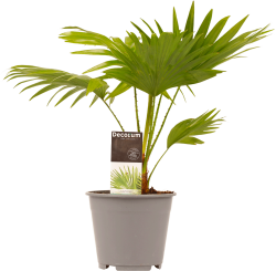 Livistona Rotundifolia (Waaierpalm)