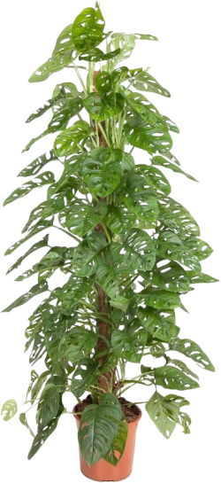 Monstera Adansonii (Monkey Leaf)