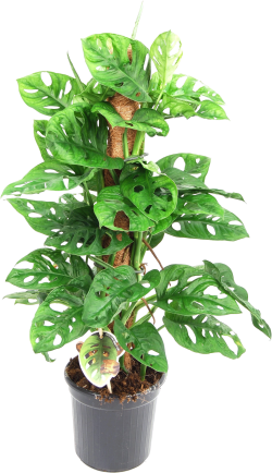 Monstera Adansonii (Monkey Leaf)