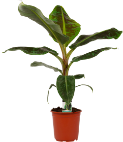 Musa (Bananenplant)