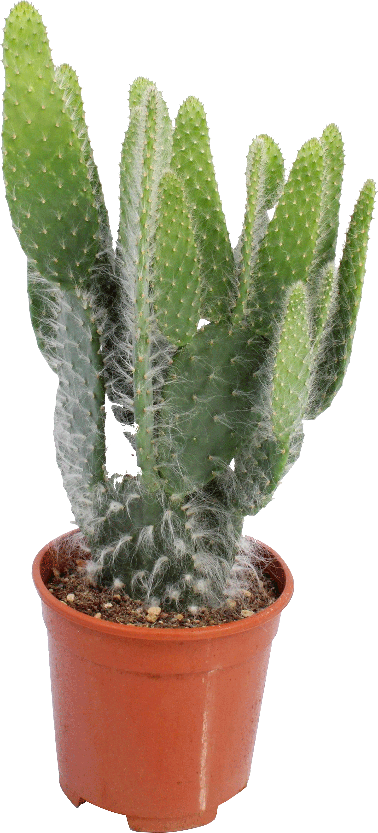 Opuntia Consolea transparant vooraanzicht