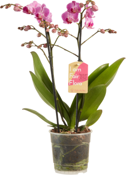 Phalaenopsis Purple 