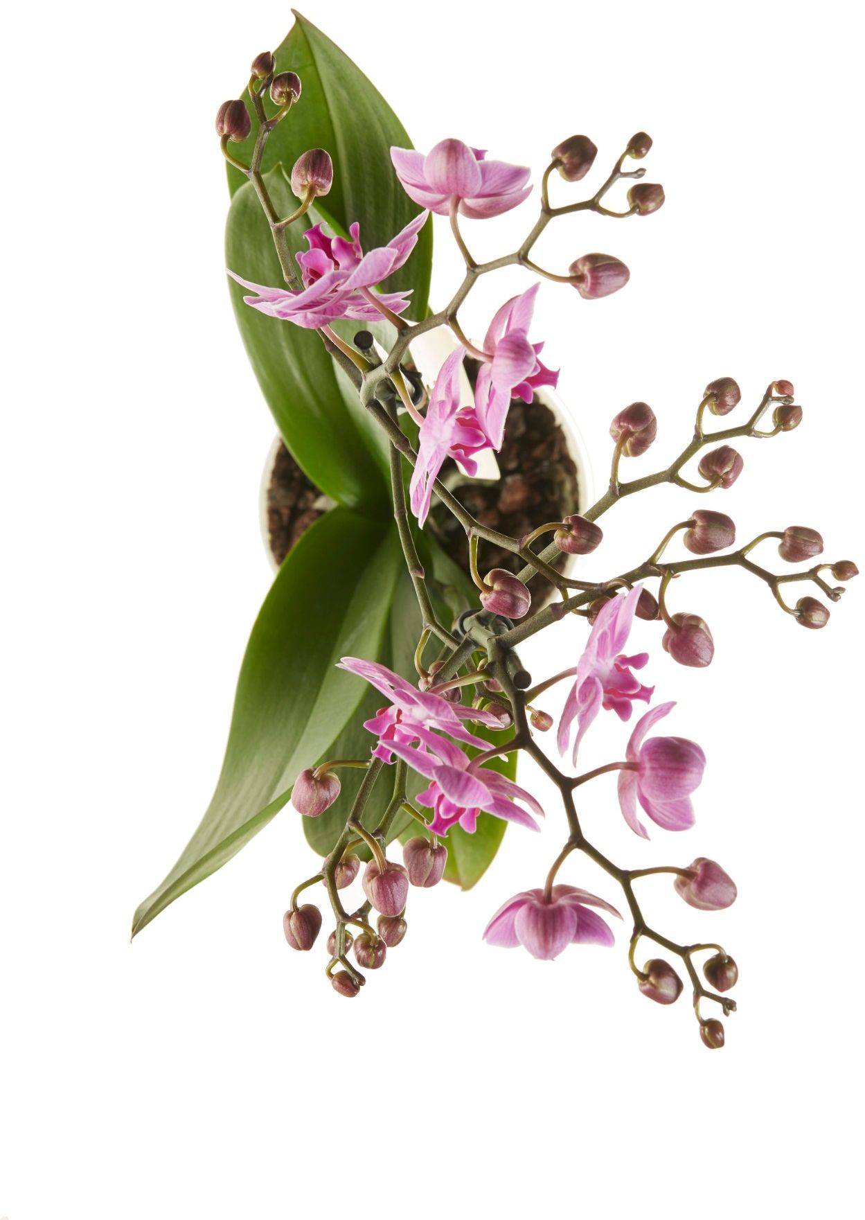 Phalaenopsis Purple Bovenaanzicht