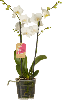 Phalaenopsis White 