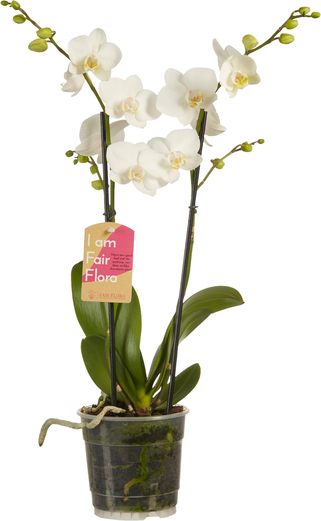 Phalaenopsis White transparant vooraanzicht