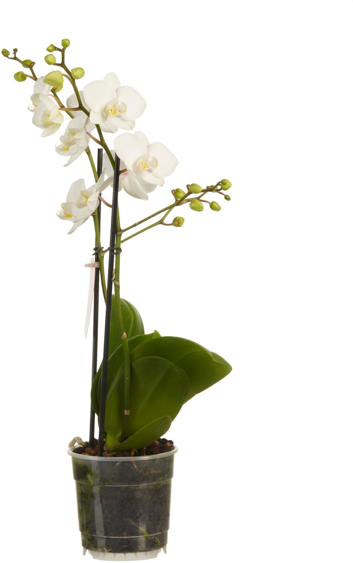 Phalaenopsis White Schuinaanzicht