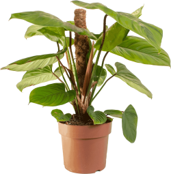 Philodendron (Fuzzy Petiole)