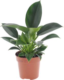 Philodendron Green Princess 