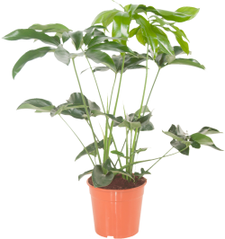 Philodendron Green Wonder 