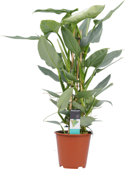 Philodendron Grey (Pyramide)