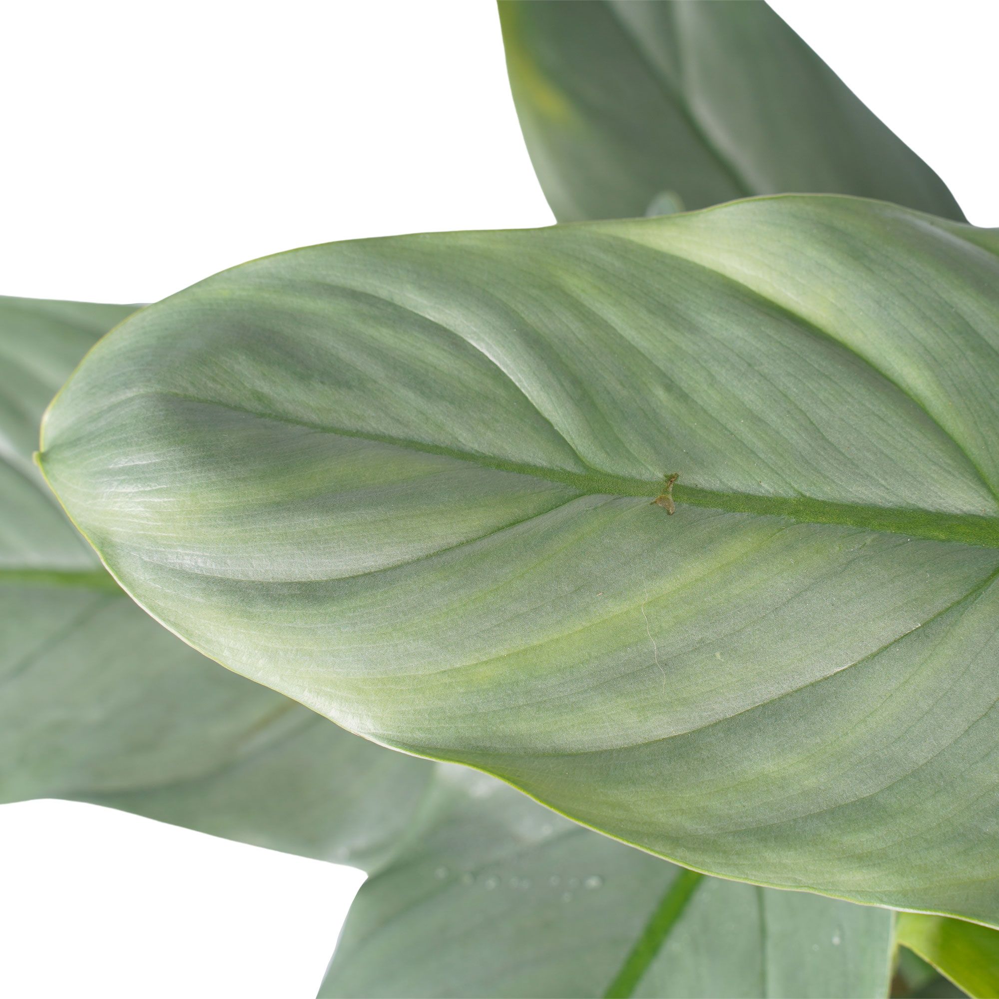 Philodendron Grey Blad