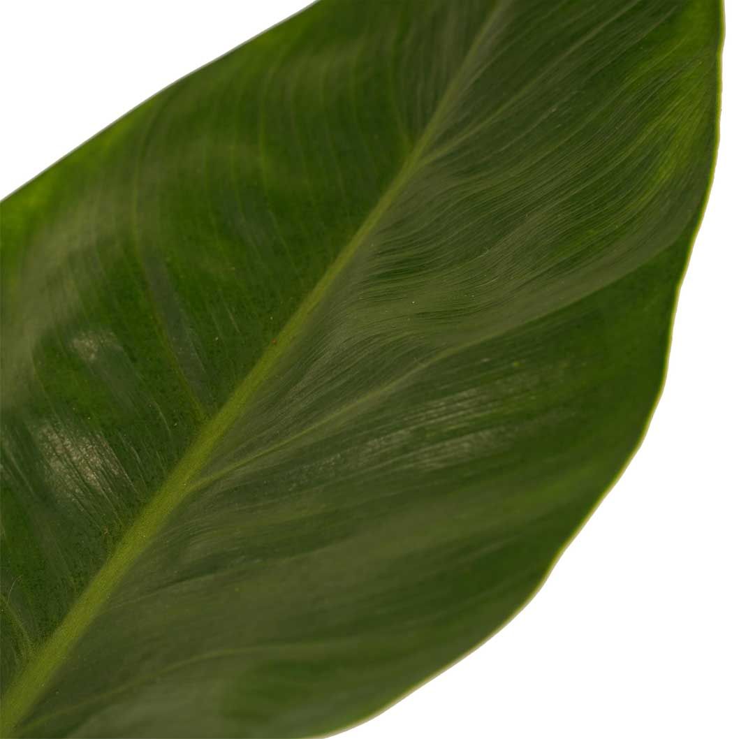 Philodendron Imperial Green Close-up
