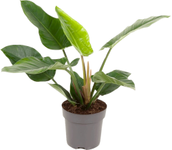 Philodendron Imperial Green 