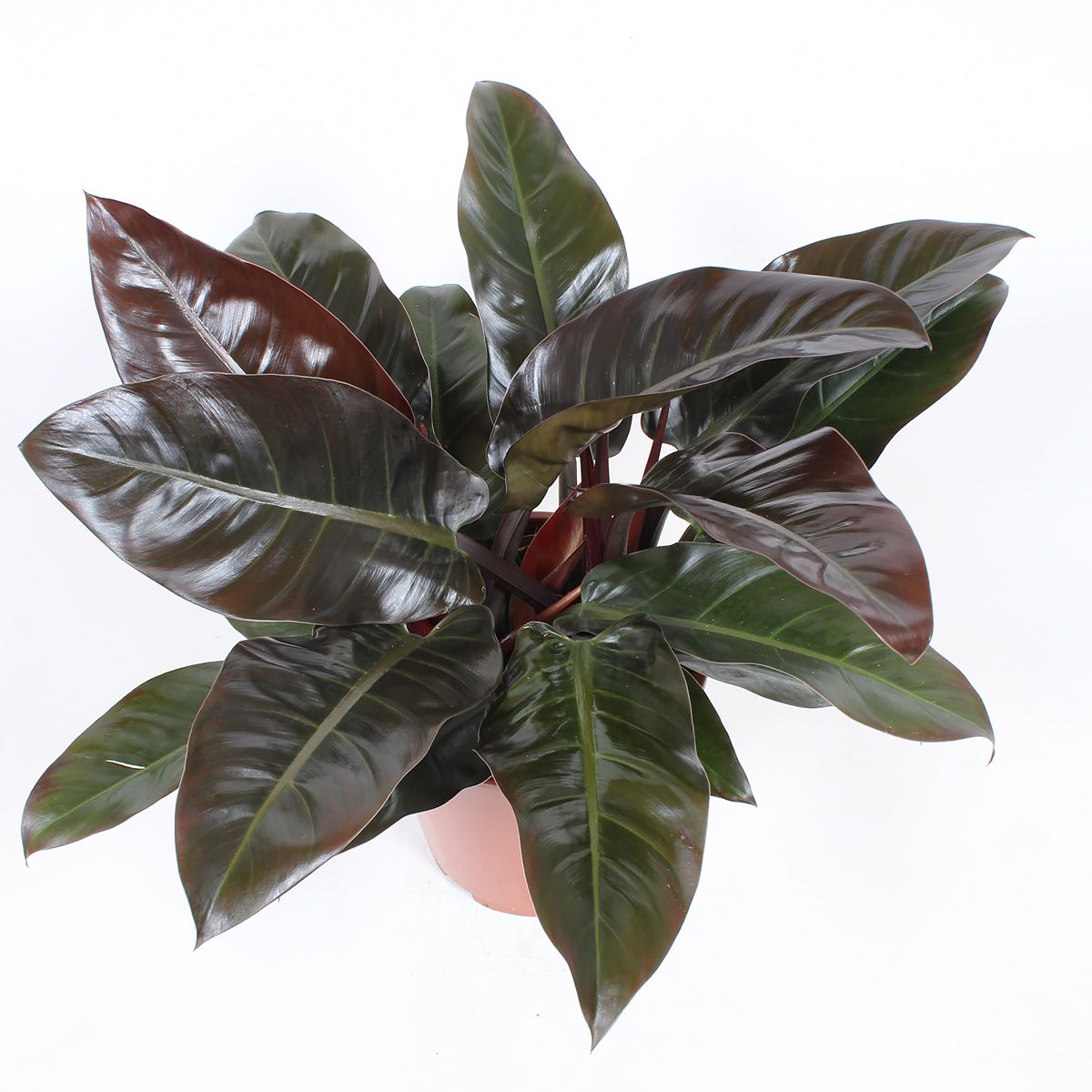 Philodendron Imperial Red Bovenaanzicht