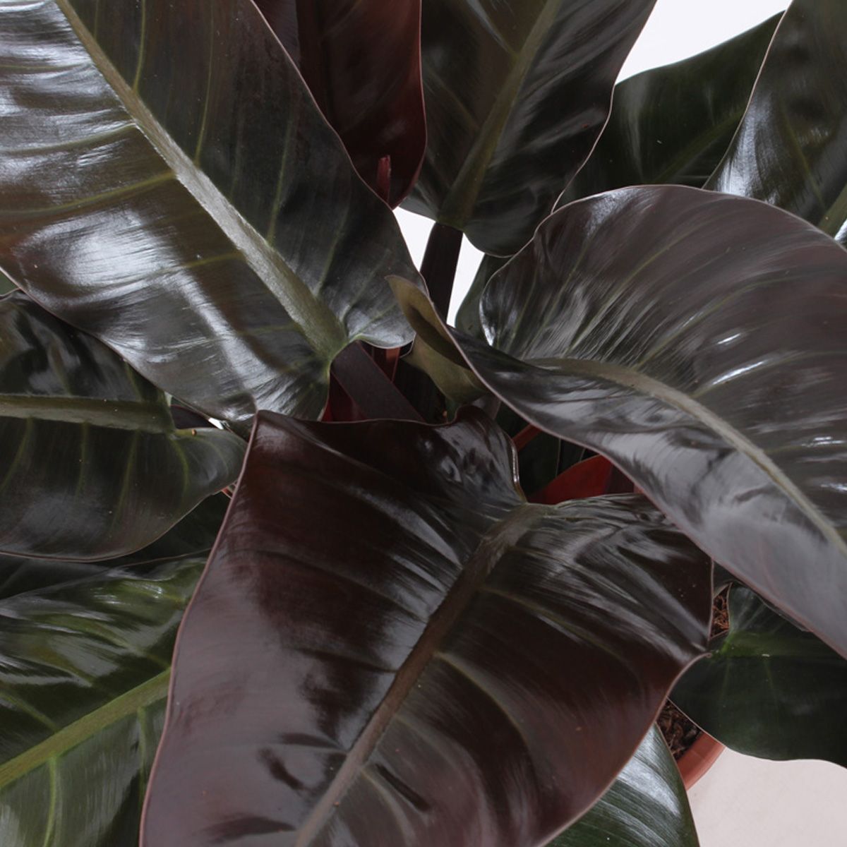 Philodendron Imperial Red Blad