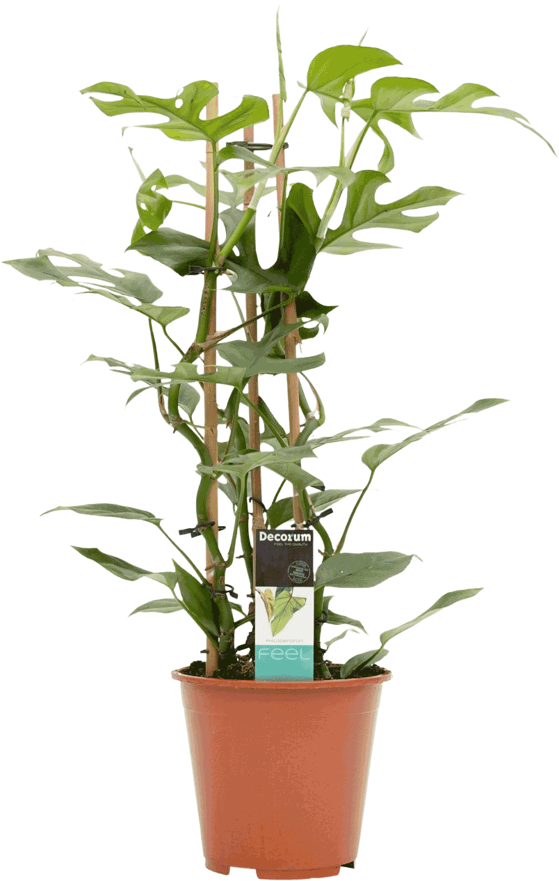 Philodendron Minima transparant vooraanzicht