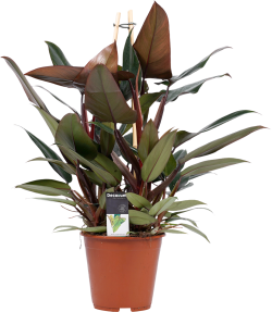 Philodendron New Red (Pyramide)