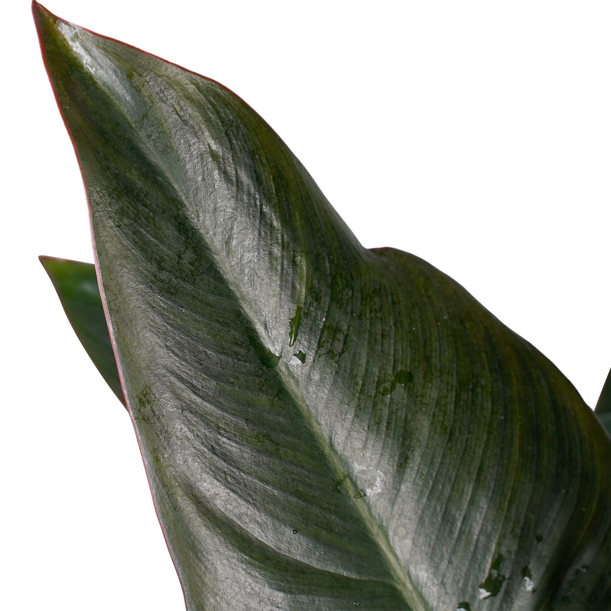 Philodendron New Red Blad