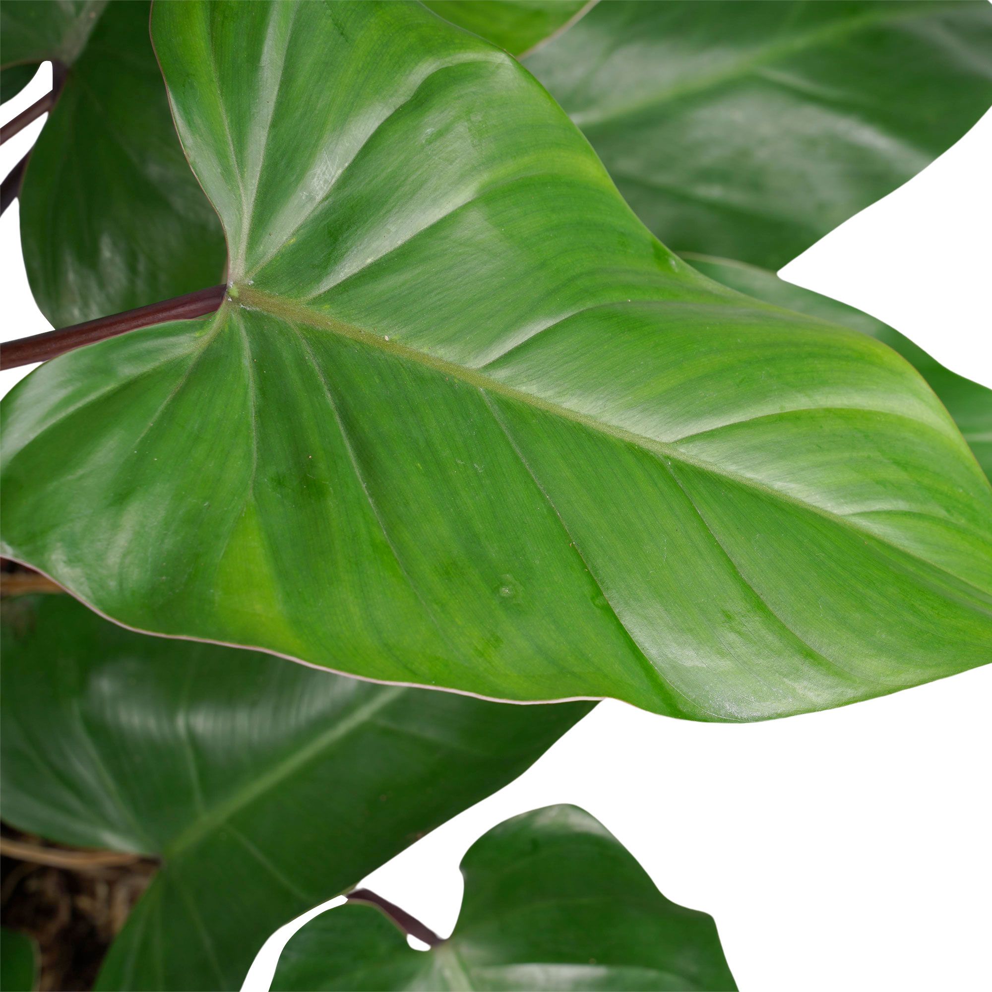 Philodendron Red Emerald Blad