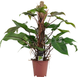 Philodendron Red Emerald 