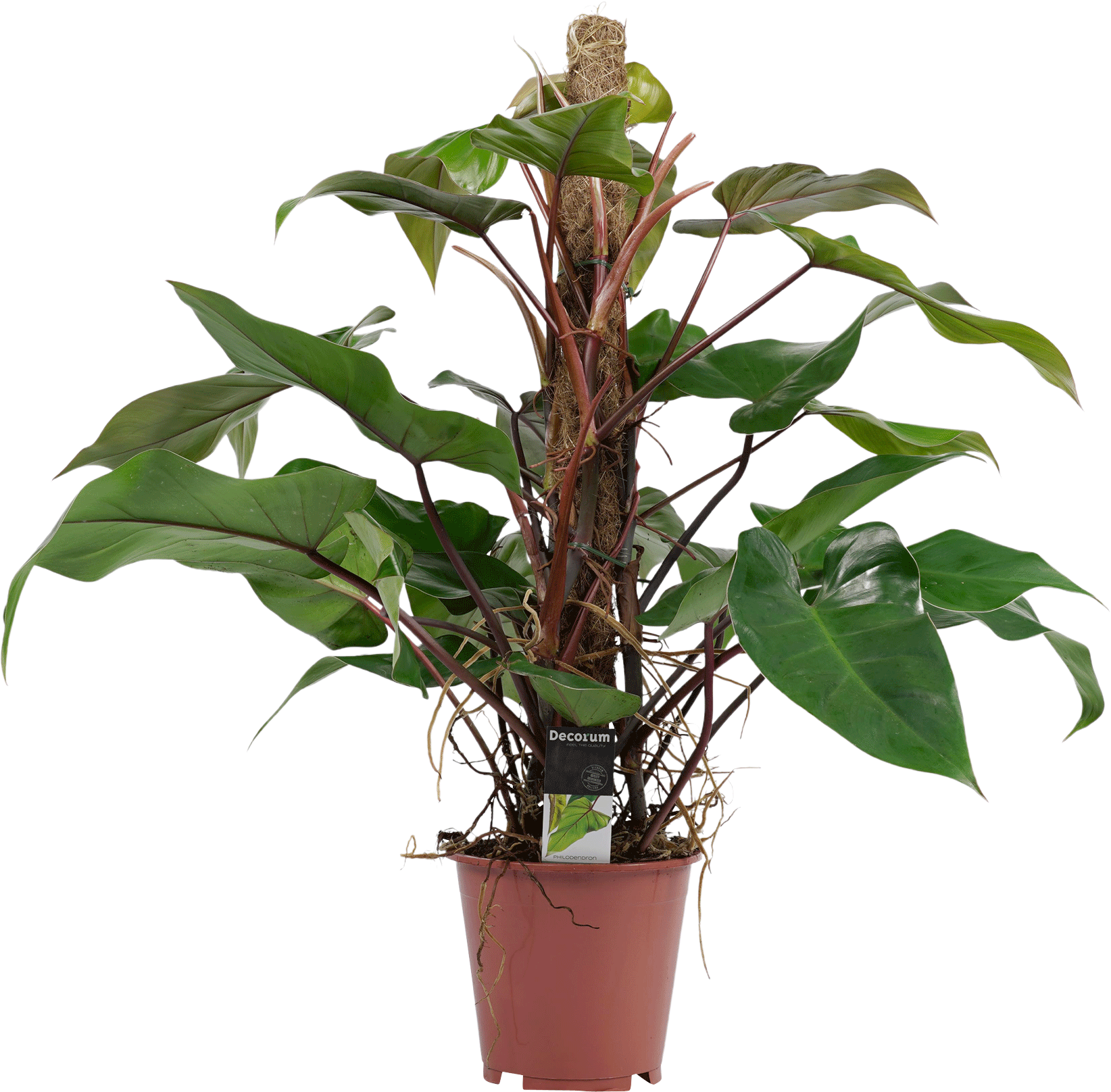 Philodendron Red Emerald transparant vooraanzicht