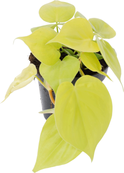 Philodendron Scandens (Micans Lime)