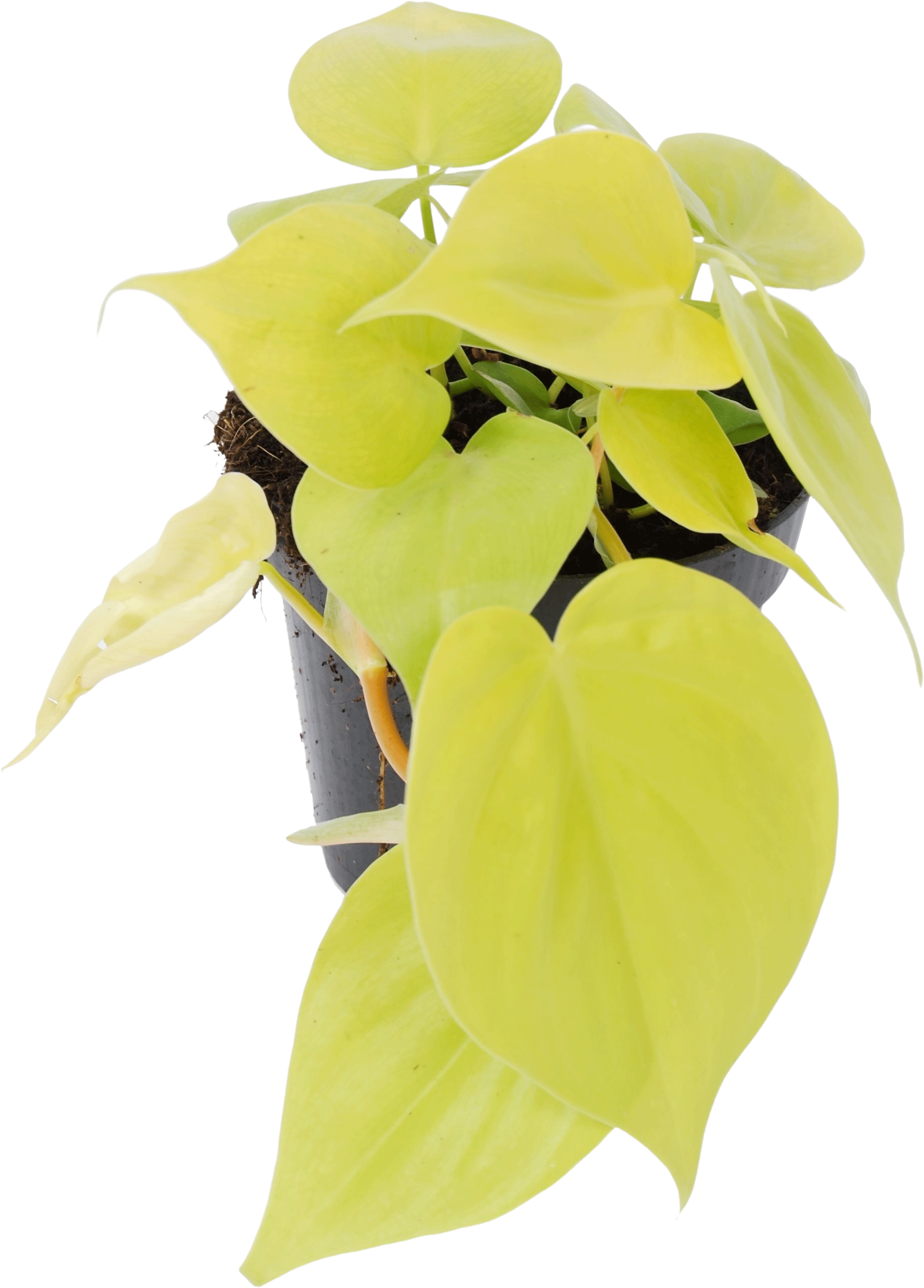 Philodendron Scandens transparant vooraanzicht