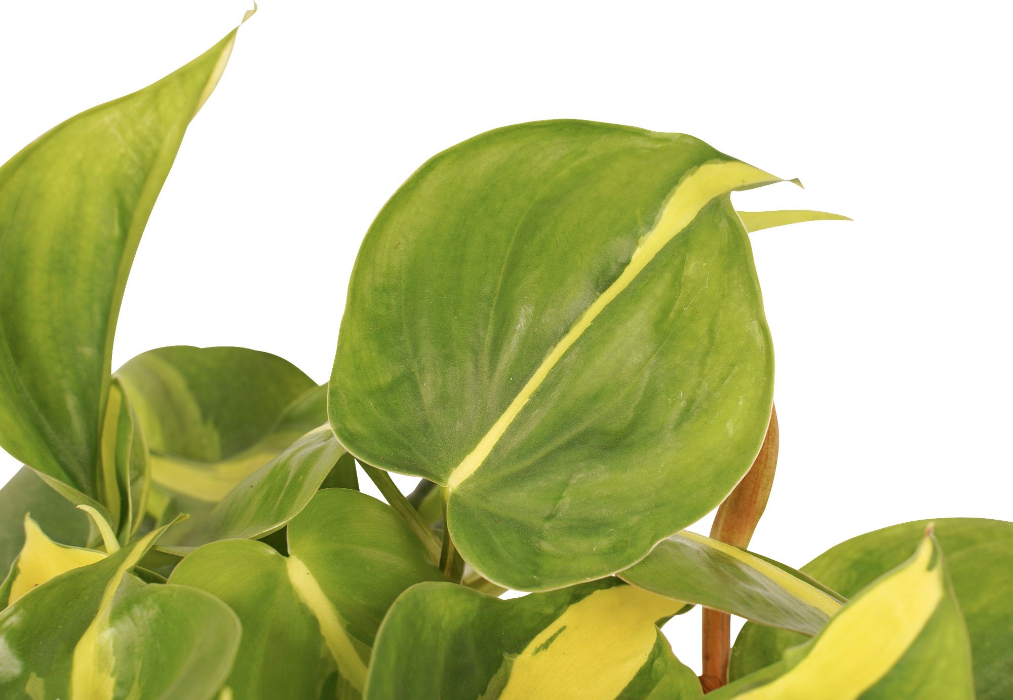 Philodendron Scandens 