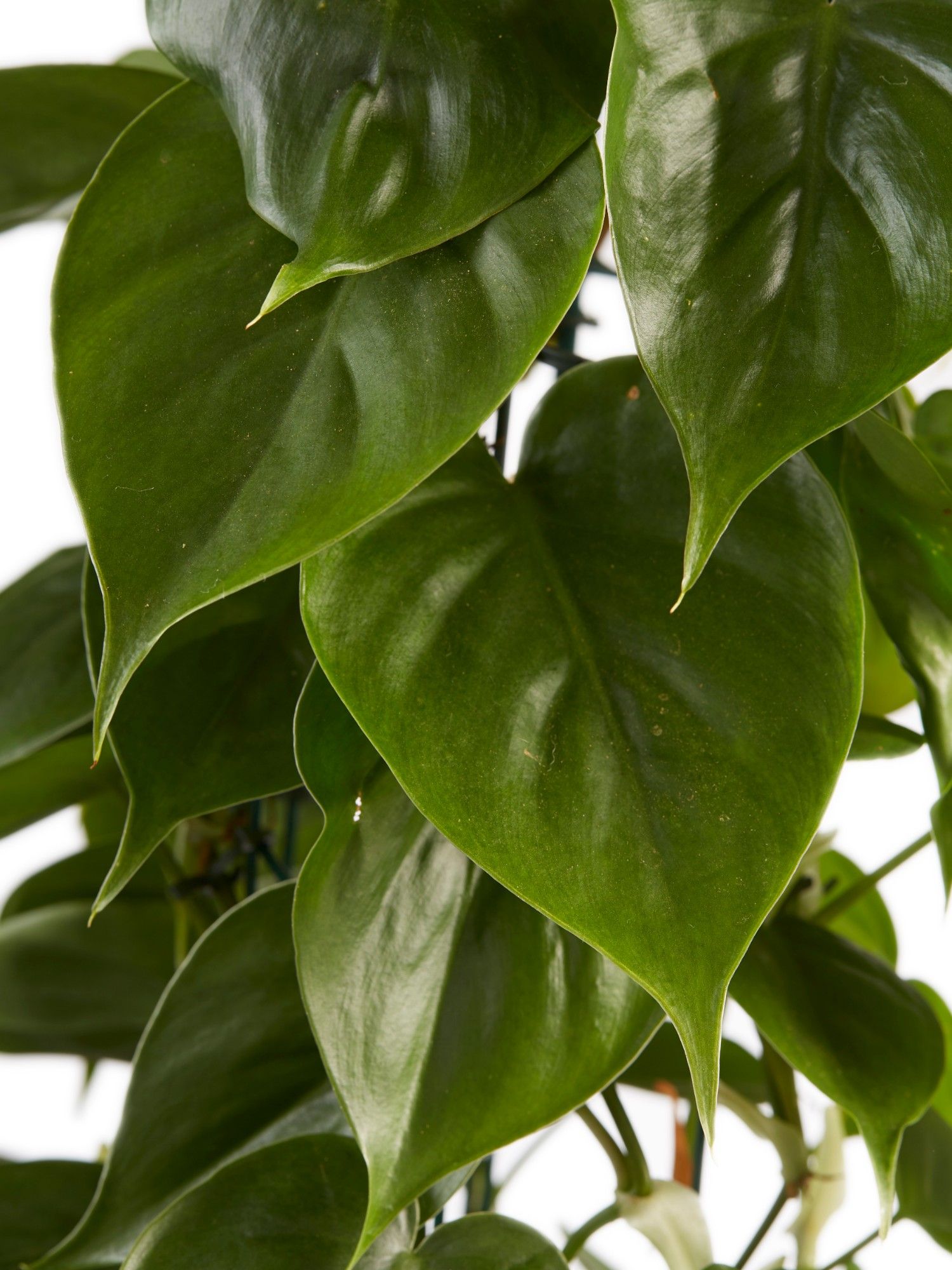 Philodendron Scandens Close-up