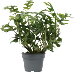 Philodendron Trophy 