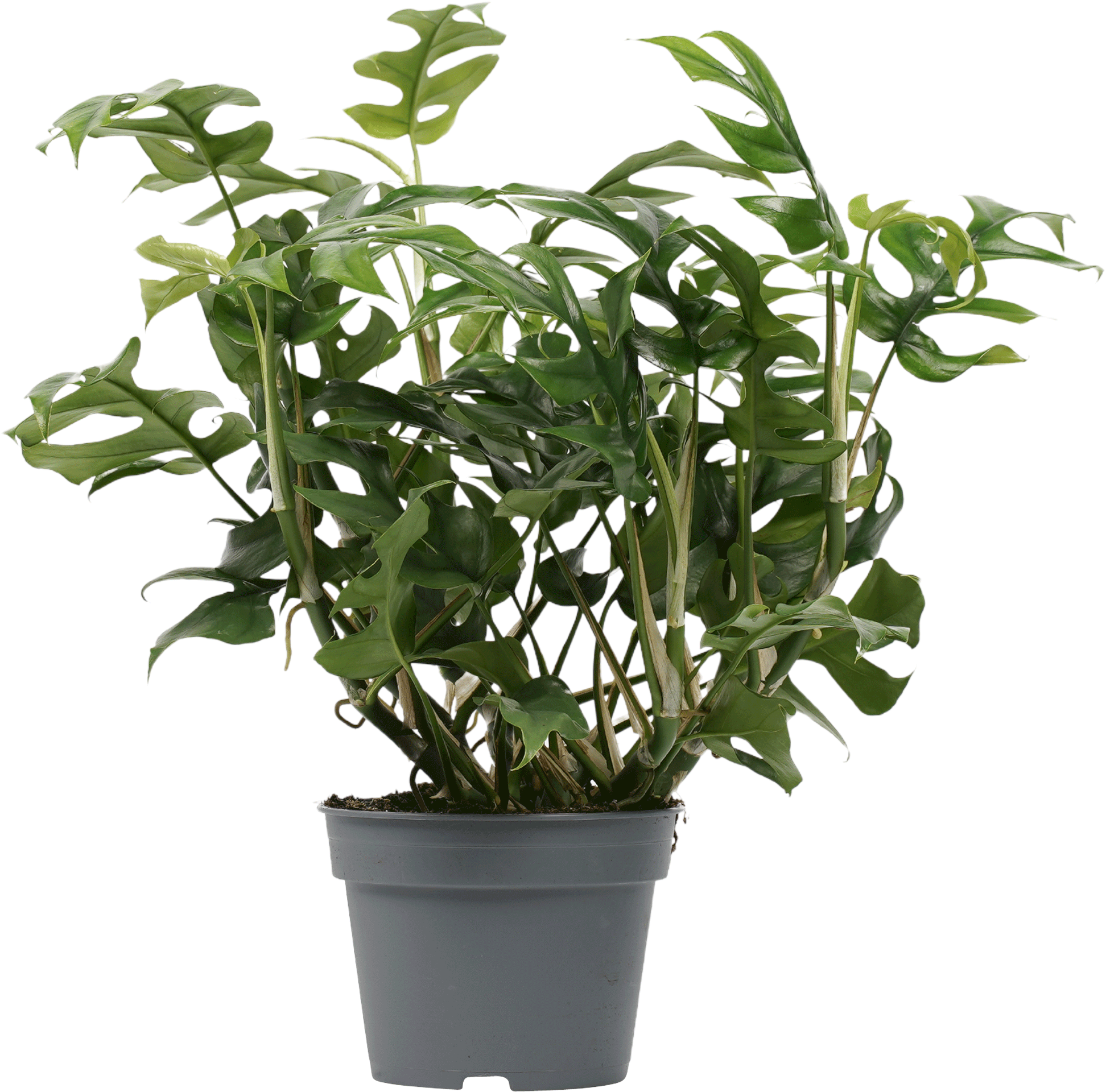 Philodendron Trophy transparant vooraanzicht
