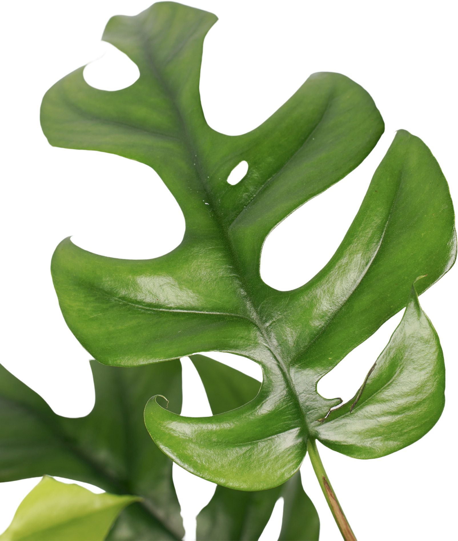 Philodendron Trophy Blad