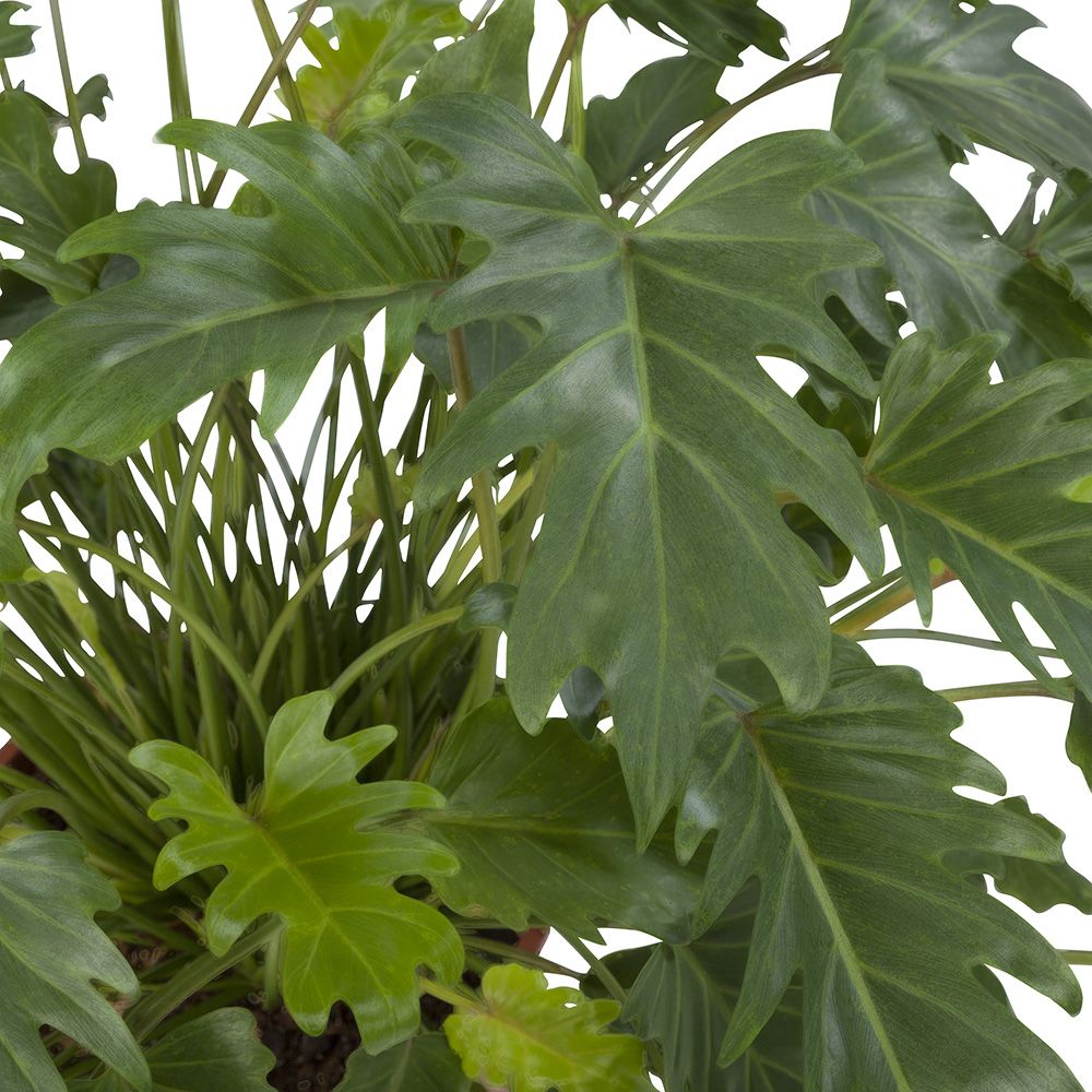 Philodendron Xanadu Close-up