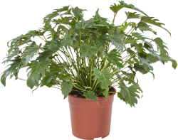 Philodendron Xanadu