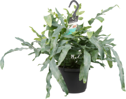 Phlebodium Aureum (Blauwvaren)