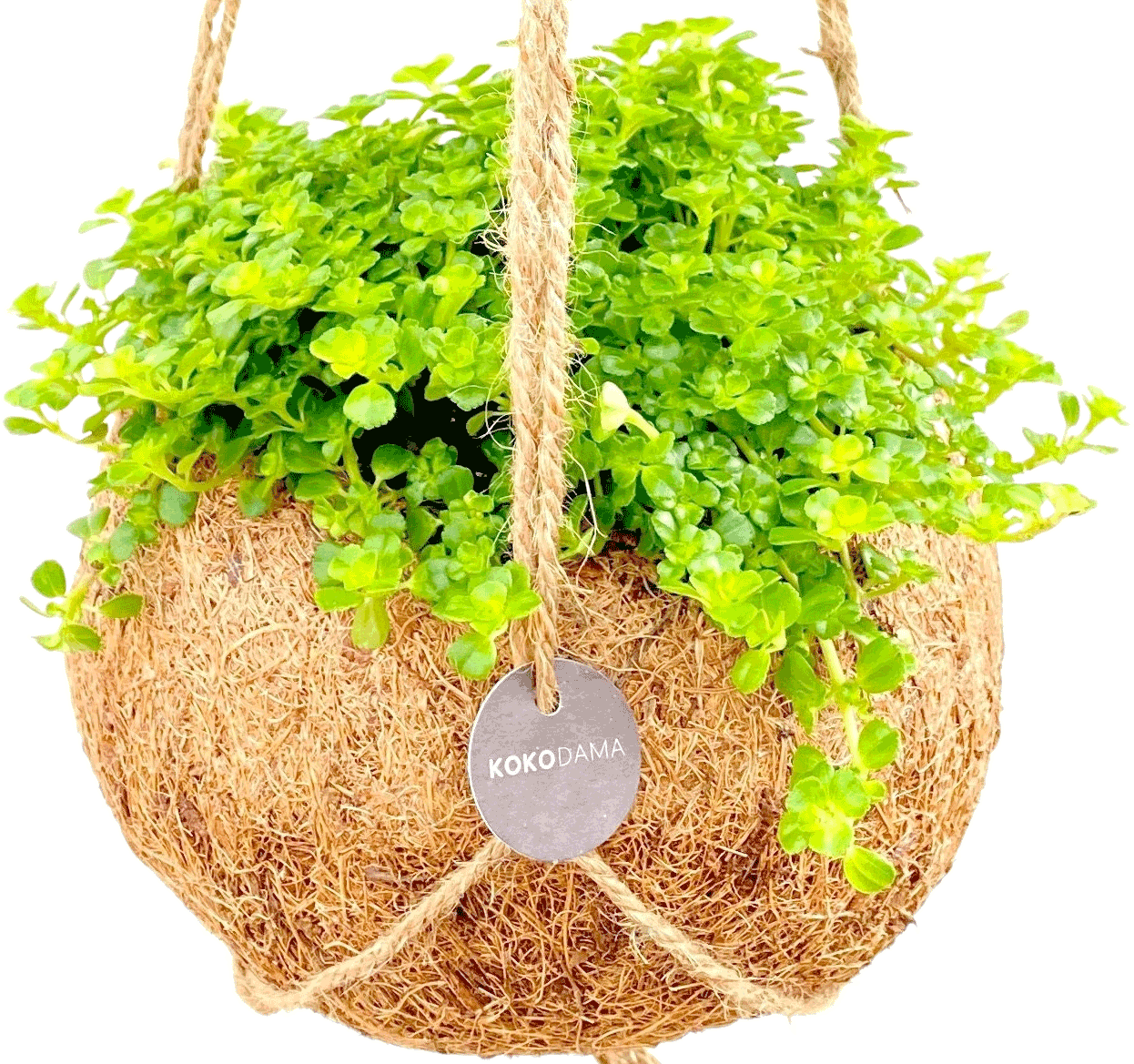Pilea Depressa transparant vooraanzicht