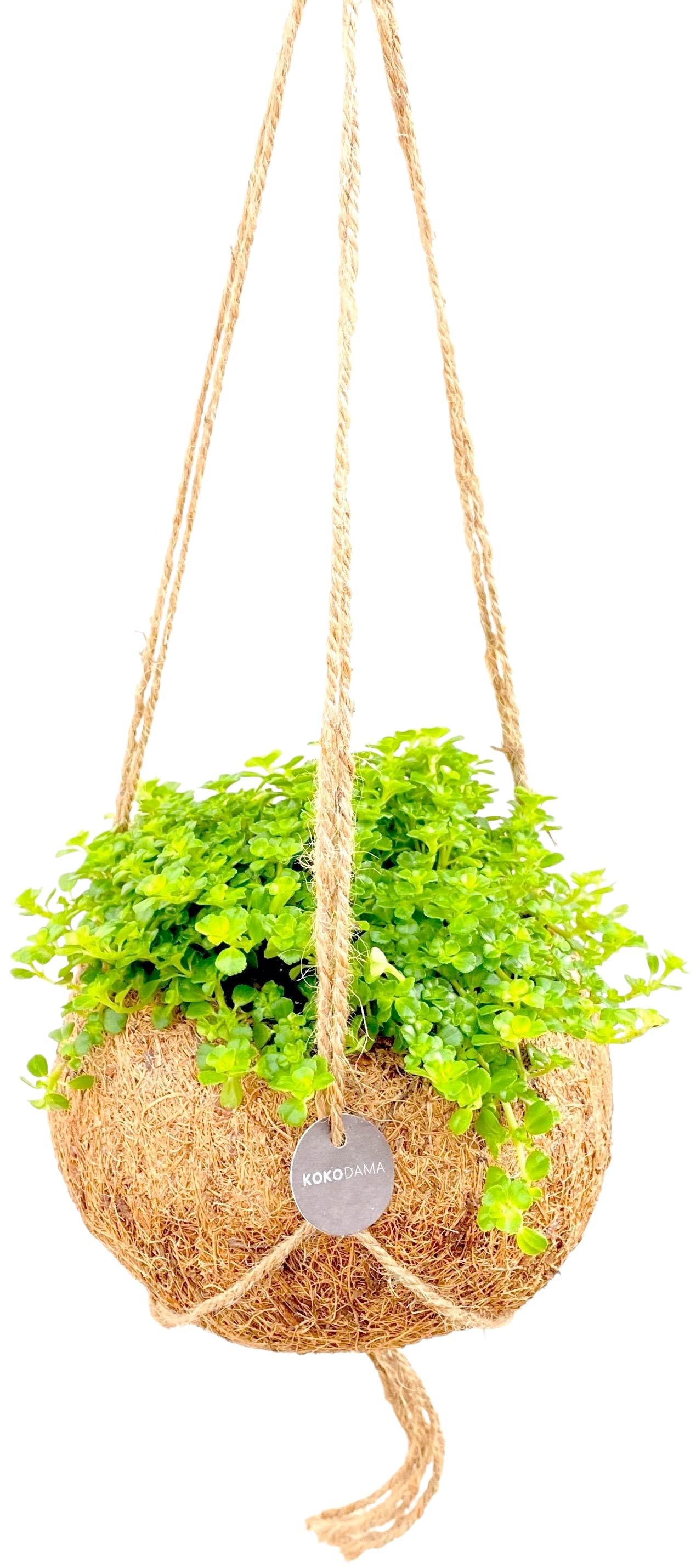 Pilea Depressa Unique selling point