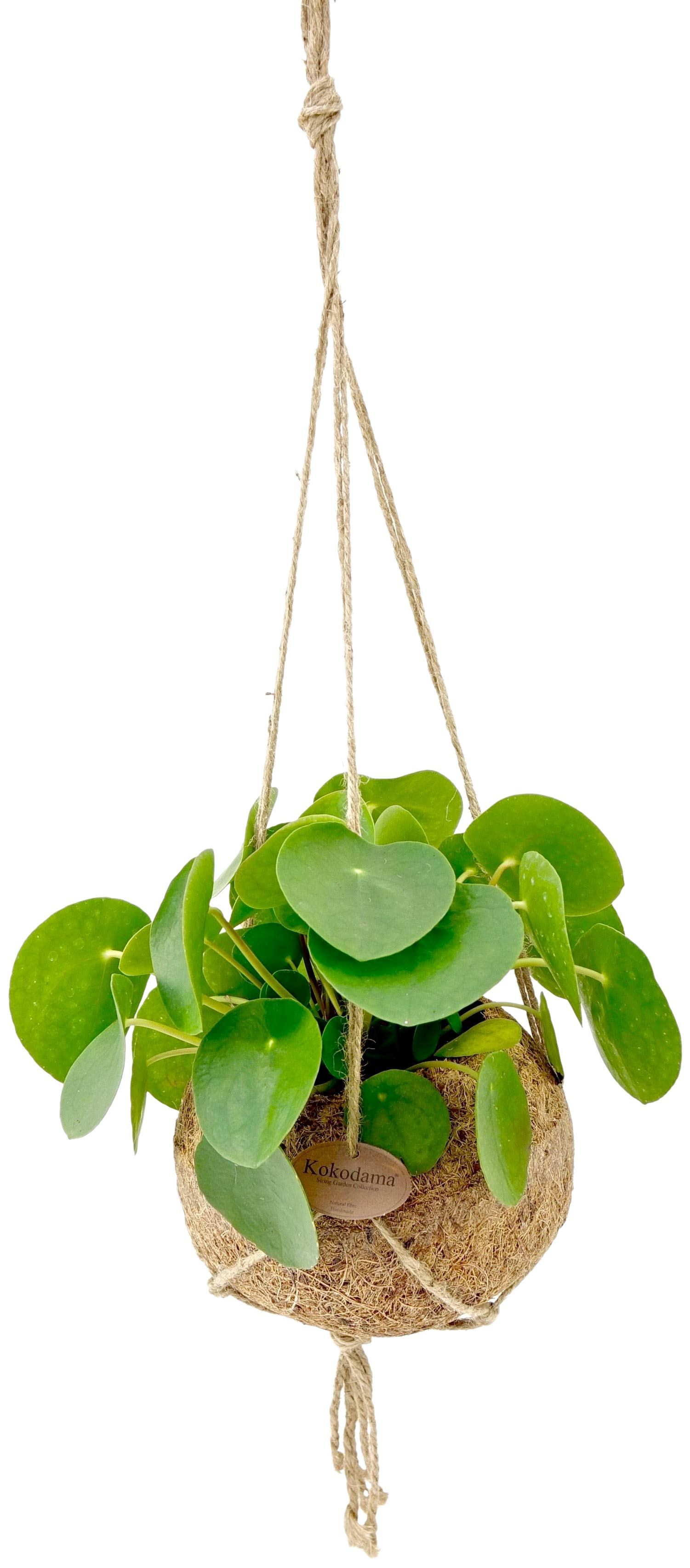 Pilea Peperomioides Unique selling point