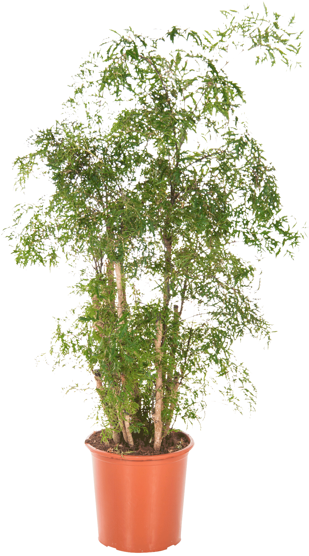 Polyscias