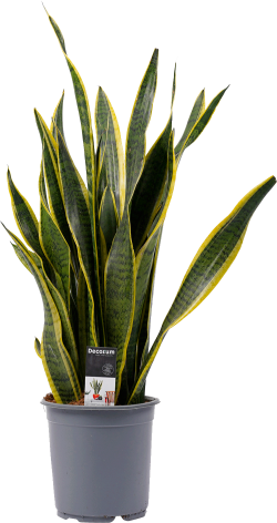 Sanseveria Laurentii (Vrouwentong)